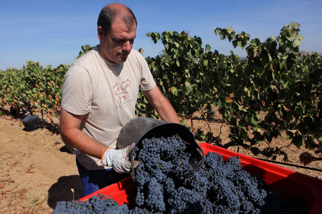 Ribera del Duero - Harvest