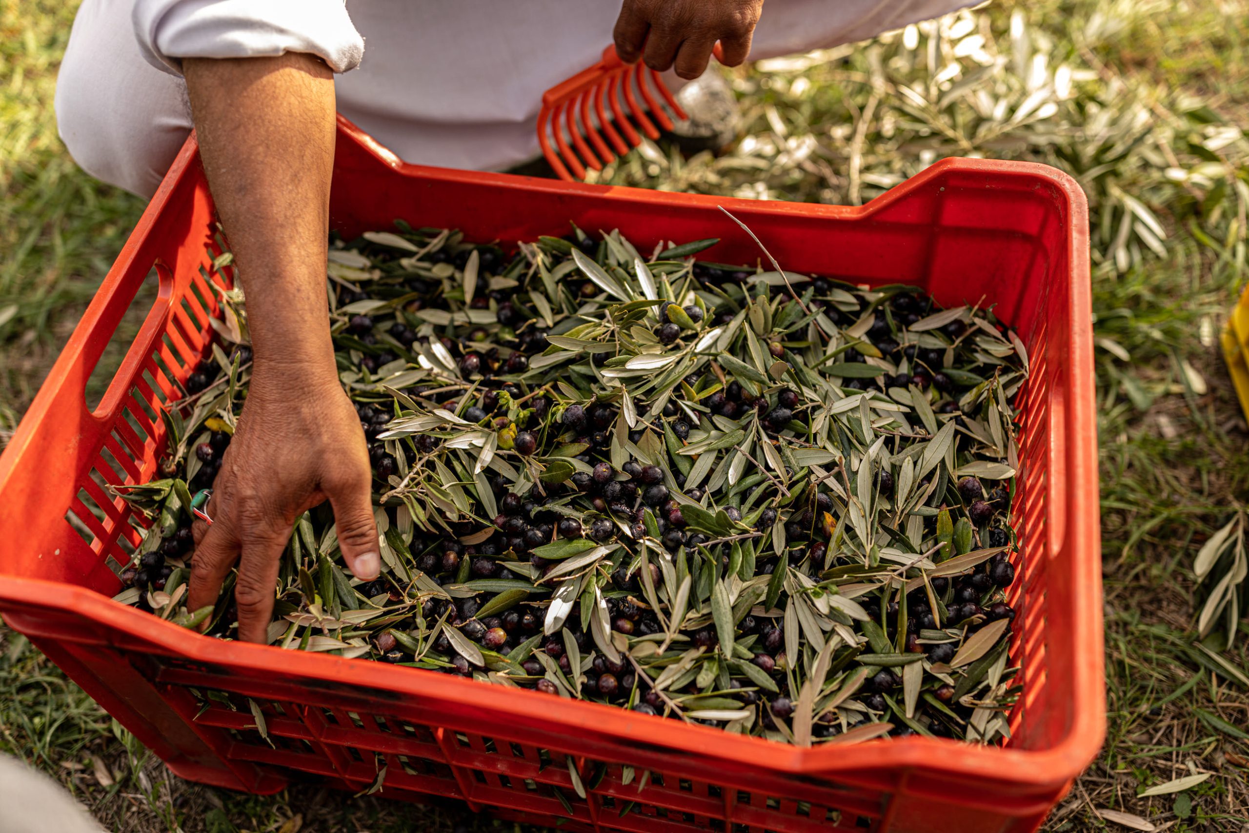 raccolta olive credit: Montioni