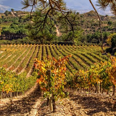 Hacienda El Ternero viñedo RIOJA