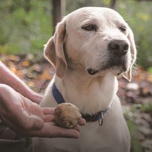 Piedmont - dogs truffles