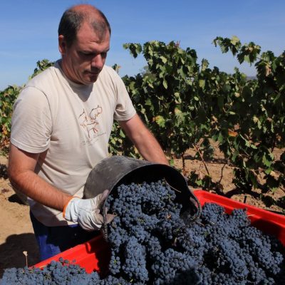 Ribera del Duero - Harvest