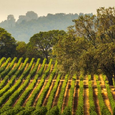 Panorama of a Vineyard with Oak Tree., Sonoma County, California, USA