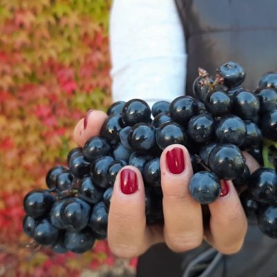 Photo by David Silverman/DPSimages Copyright © 2019 David Silverman. All Rights Reserved.