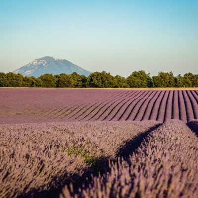 © Valentin Pacaut / The Explorers

2020, agriculture, champs, expedition, France, lavande, lavandiculteur, producteur, Region, Sud, The Explorers, Valensole, Valentin Pacaut