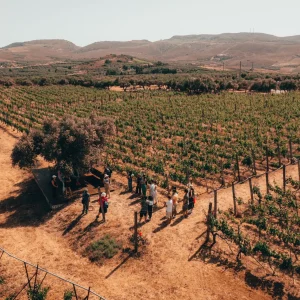 crete-vineyard-landscape-tour