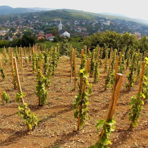 demetervin_winery_14