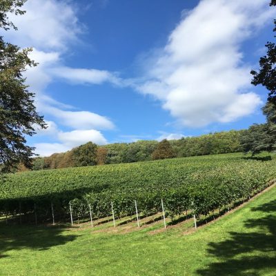 english vineyard summer copy_1024x768