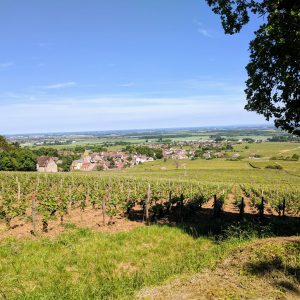 vineyard - Bourgogne (1)