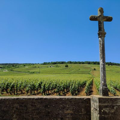 vineyard - Bourgogne