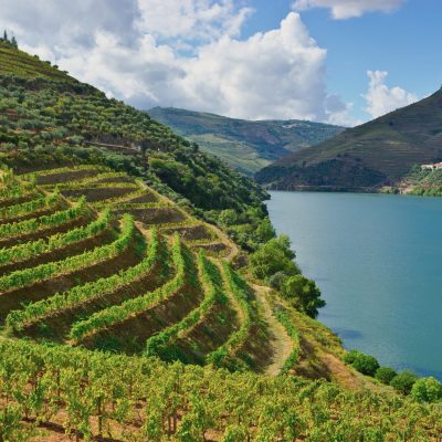 Vineyards in the Valley of the River Douro, Portugal
